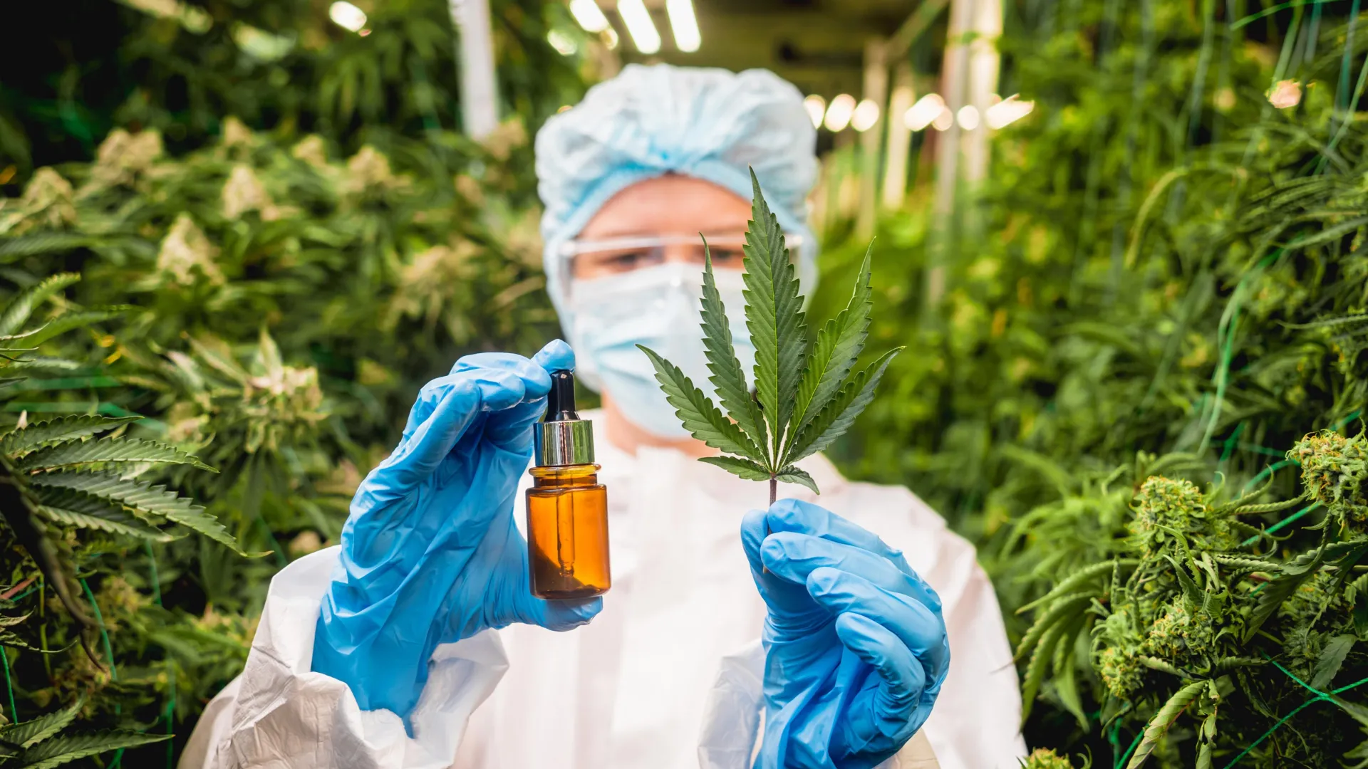 Kannabis yapraklarının laboratuvarda kromatografik analizi illüstrasyonu